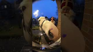 Paard Belt Aan Terwijl Pakjes Regenen 