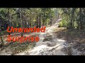 Hot walk in a pine forest