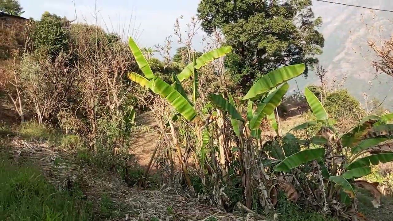 गाउमा जादा काेहिलि चरि बासेर गाउले जीवन 