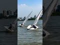 Laser Tack Lasersailing Sailing Strongwind Vela Boats 