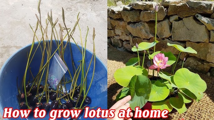 Lotus : plantation, multiplication, comment s'en occuper