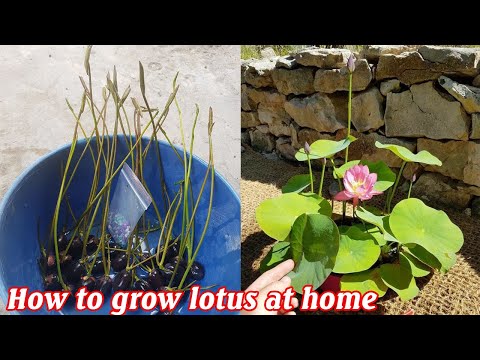 فيديو: زراعة بونساي من البذور في المنزل