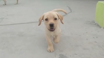 Labrador Puppy Learning and Performing Training Commands | Dog Showing All Training Skills