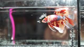 G18 Giant Metallic Blue Galaxy Nemo Koi HM (Halfmoon) Male