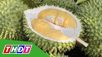 Sầu riêng tăng giá trở lại, nhà vườn ở Tiền Giang phấn khởi | THDT