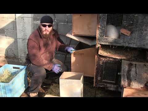 დამწყებ მებოცვრეებს...ბაჭიების დაყრისას რას მიაქციეთ ყურადღება