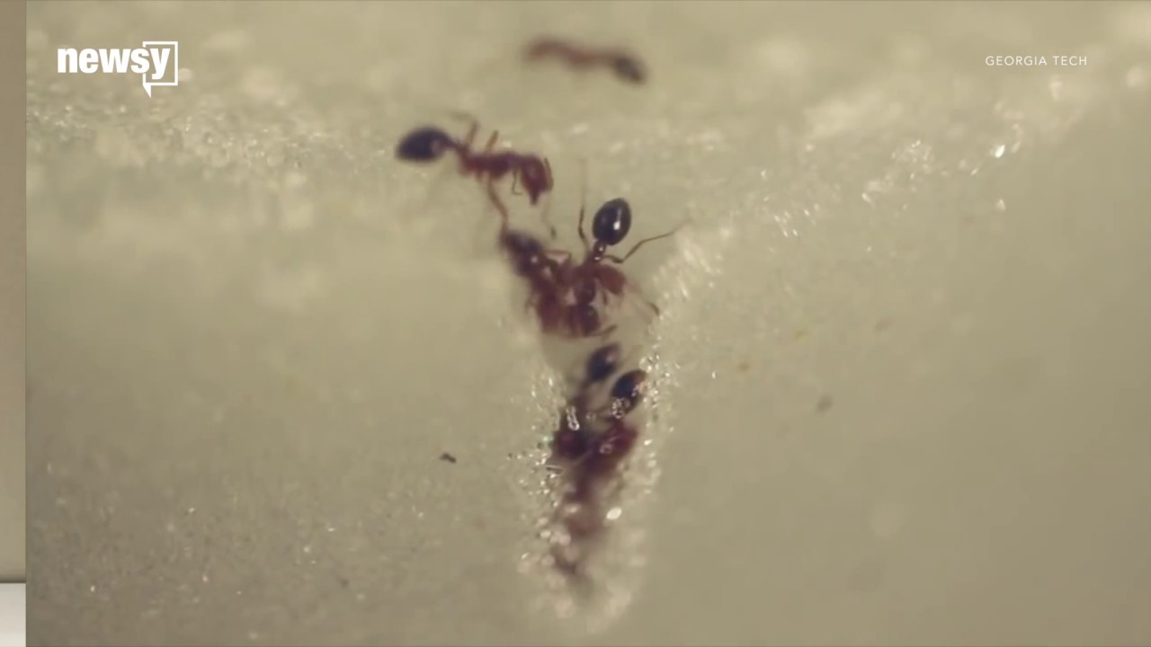 Ants Can Stack Themselves Into Towers To Climb