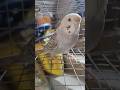 New collection 😍 budgies #birds #cockatil #lovebirds #parrot #shorts #shortvideo #viralvideo