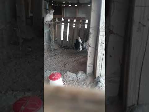 ماشاء الله على الدجاج الفيومي