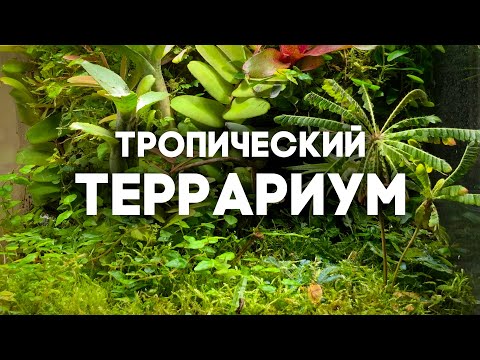 ДЖУНГЛИ У МЕНЯ ДОМА - ТРОПИЧЕСКИЙ ТЕРРАРИУМ! ОБЗОР МОЕЙ КОЛЛЕКЦИИ РАСТЕНИЙ \\ Димон и пумба