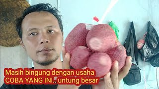 Download Lagu IDE BISNIS lagi nih modal kecil untung besar MP3