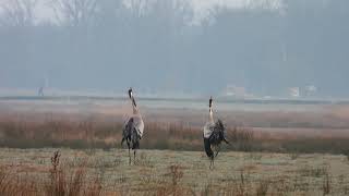 Common Crane