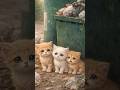 ひとりではなく、三つの命 #保護猫 #rescuecat #shorts