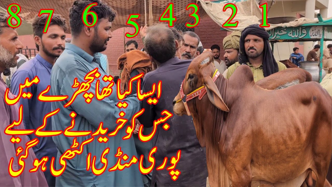 Один ребёнок и ещё много покупателей | Сегодня в Мултан Манди нет ни одного животного @SSTvs