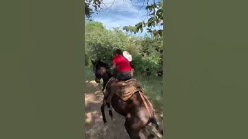 Person falls off horse and nearly gets kicked