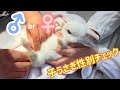 #56 【はじめての病院】生後3ヶ月の子うさぎ性別チェック！結果はいかに！？Gender check of 3-month-old baby rabbit! How is the result! ?