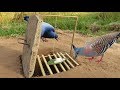 Easy Bird Trap - Simple DIY Creative Bird Trap make from Dead fall Trap Made That Work 100% By Men