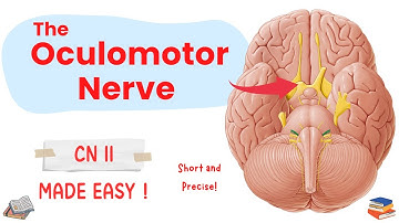 Oculomotor Nerve - III Cranial Nerve I Short and Precise I 5 minute Neuroscience