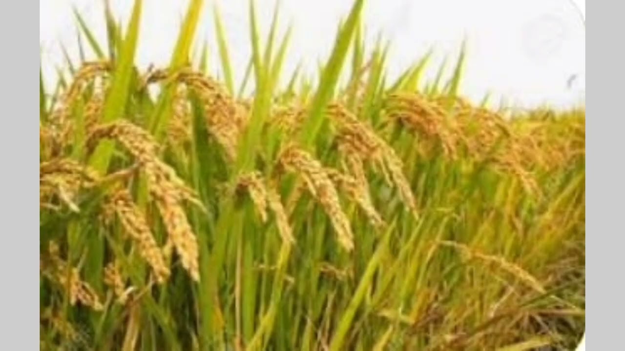 എന്റെ നാട്  കവിത