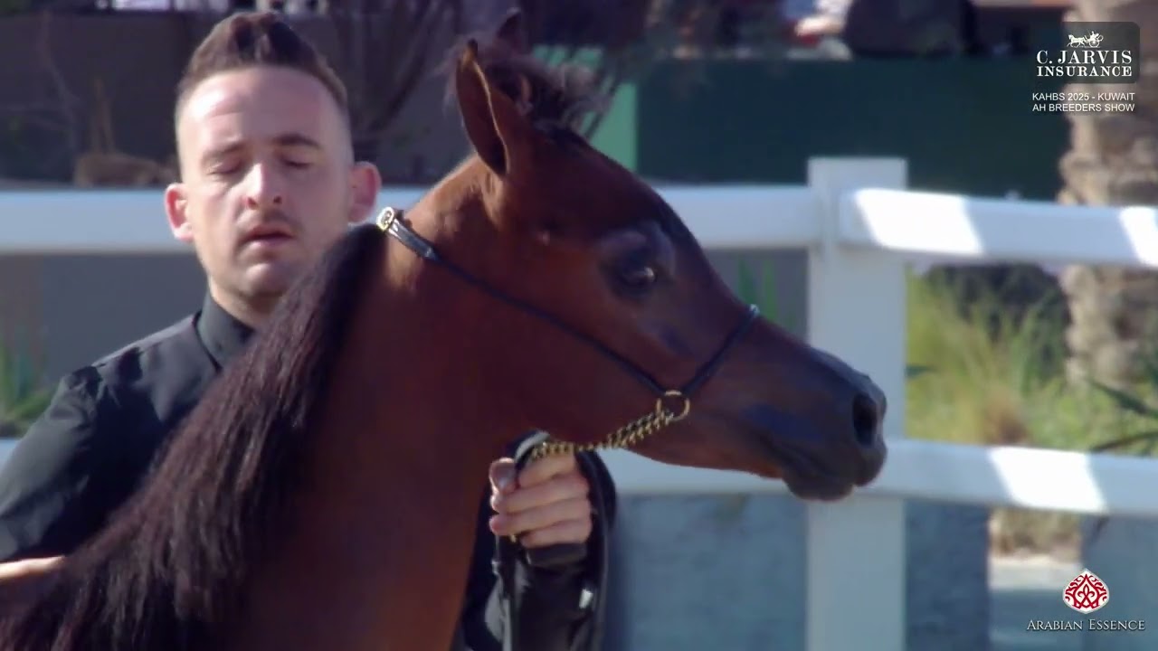 KAHBS 2025 Кувейт AH Breeders Show Class CFA
