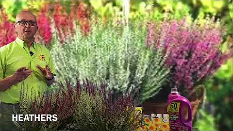 Heathers - perfect for a low maintenance garden.