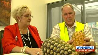 Exploding pineapples are no laughing matter WIN News 4 Nov 2014, 7pm