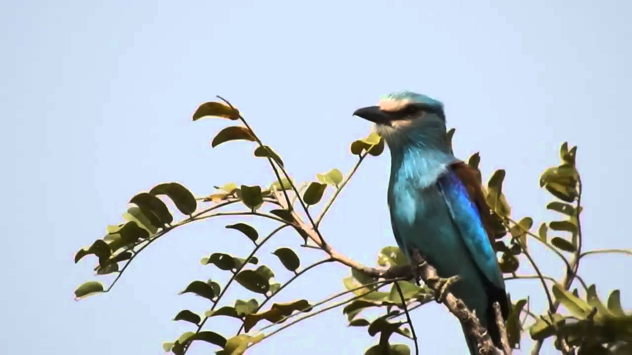 Abyssinian Roller 