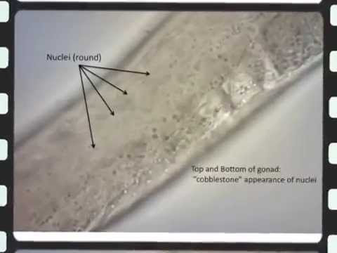 injection-of-c.-elegans-gonads