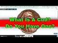 Cuds on coins what is a cud  are cuds valuable mint errors