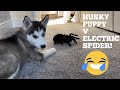 Husky Puppy Funny Reactions To Electric Spider!! [SHE HOWLS!!] [WITH FUNNY CAPTIONS!]