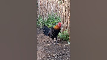 gà rừng đập cánh tổng hợp.qaib qus ntxuaj ti zoo tiag tiag