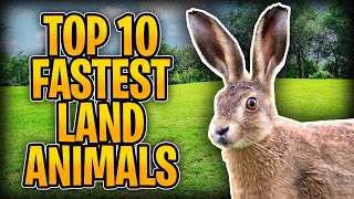 World's Fastest Land Animals: Top 10