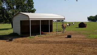How to get a spooky horse to trust you - Did it work?