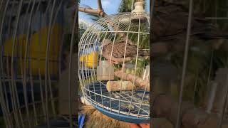 Doves coo and call each other#tekukursultan #tekukurliar #tekukur #birdsounds #birdsong