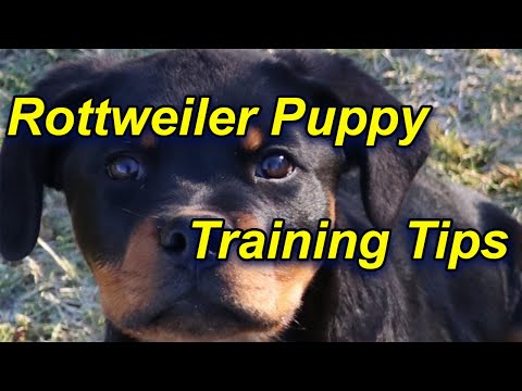 Video: How To Train A Rottweiler