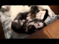 Милые три котенка играются в коробке. Three cute kittens are played in a box