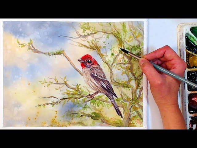 LIVE: House Finch on branch watercolor 12:30pm ET