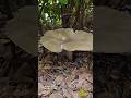 Forest Treasure: Finding a Massive Bloom Under the Shrub 🍄 #nature  #mushroom #WildGathering