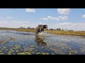 MORULA THE ELEPHANT | LIVING WITH ELEPHANTS | BOTSWANA | SANCTUARY
