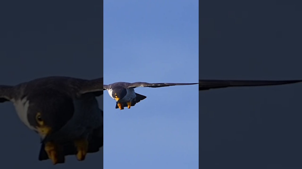 Peregrine falcon graceful gliding In the sky 