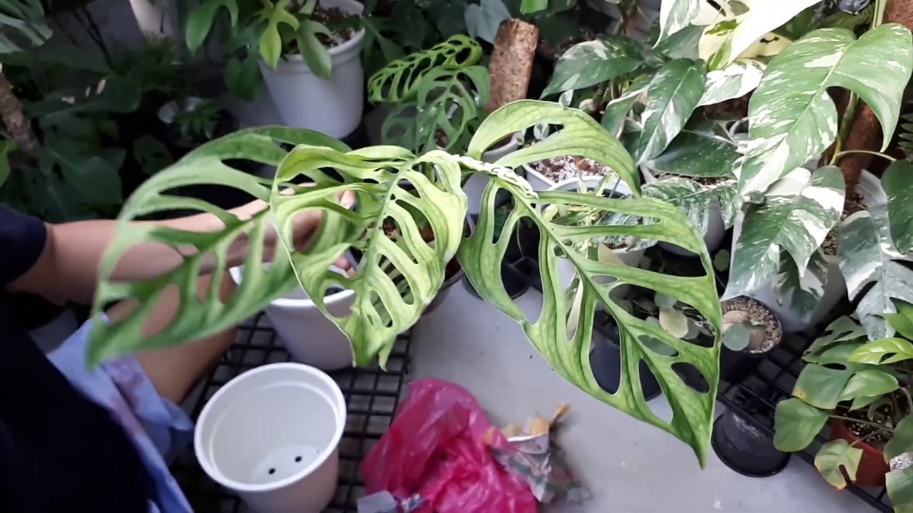 ep.4 Plant unboxing [Monstera esqueleto] 