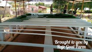 Modern Goat Farm Shed, Ideal Goat Farm Shed Goat Farming Shed, Stall Feeded Goat Farm, Ideal Goat Farm Shed, Modern Goat farming, goat farm year 2017, for Shed consultant