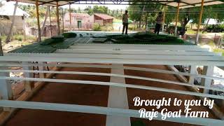 Goat Farming Shed, Stall Feeded Goat Farm, Ideal Goat Farm Shed, Modern Goat farming, goat farm year 2017, for Shed consultant 