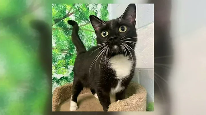 Four-Legged Friends: Sandra