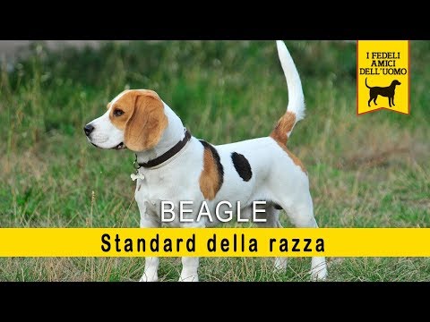 Beagle - Standard della razza