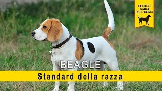 Beagle  Standard della razza