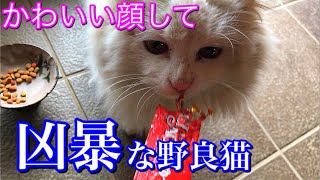 【ASMR-咀嚼音】凶暴な野良猫にチュールを与えたら恐怖を感じた