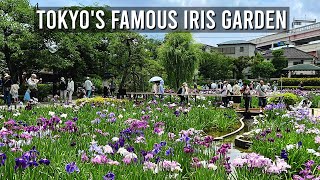 Horikiri Iris Festival in Katsushika Ward, Tokyo! | JAPAN LIVE STREAMS 2024