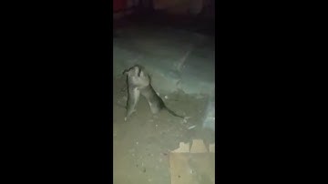 Footage ziz