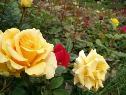 Tips Perawatan  Wajib Bunga  Mawar  YouTube